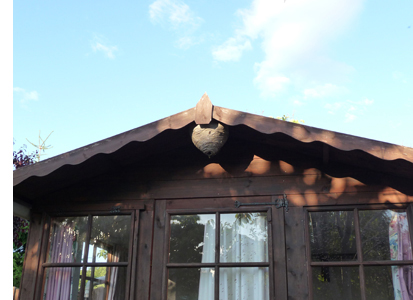 Wasp Nest on House