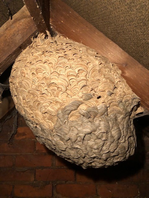 Wasp nest in farmhouse roofspace