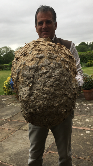 Wasp nest removed from farmhouse roofspace