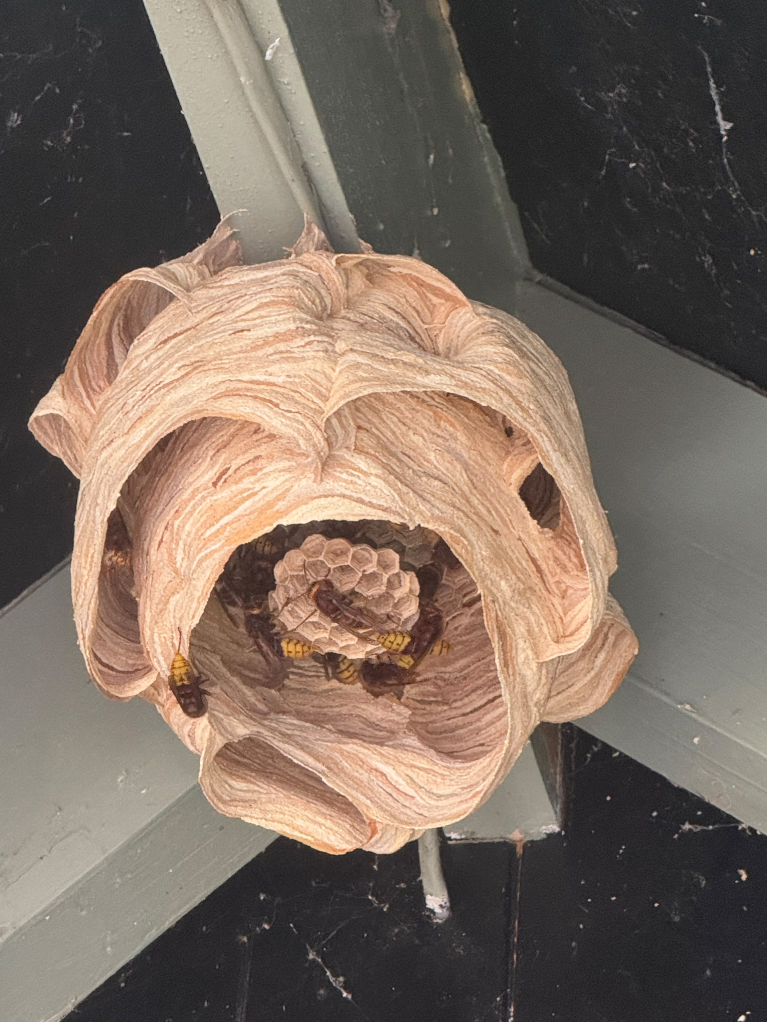 A hornets nest in a front porch