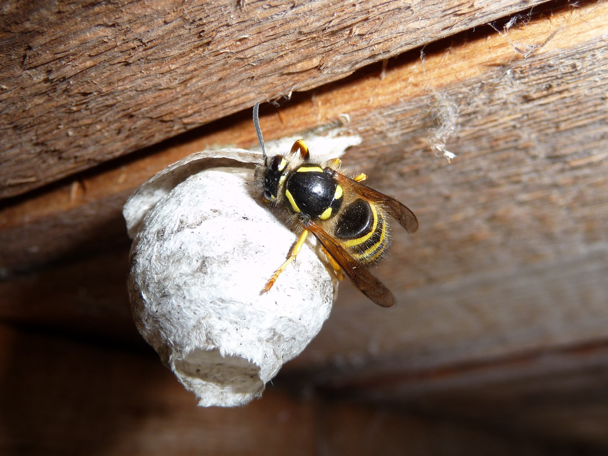 Wasp nest starting in roof